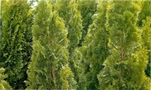 Thuja Smaragd plantare și îngrijire Descrierea soiurilor, înălțimea unei instalații pentru adulți, în special în creștere