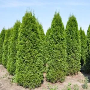 Thuja Smaragd plantare și îngrijire Descrierea soiurilor, înălțimea unei instalații pentru adulți, în special în creștere