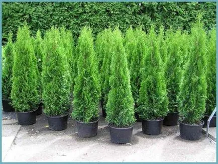 Thuja occidentalis smaragd ültetés és gondozás, fotó kerttervezés