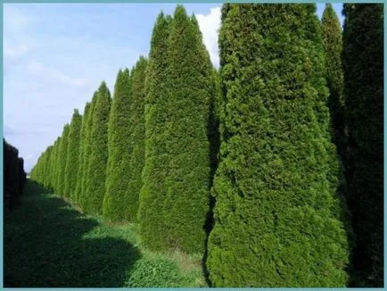 plantare smarald Thuja occidentalis și îngrijire, fotografie în design peisagistic