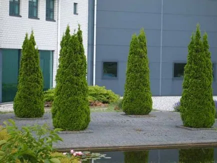 plantare smarald Thuja occidentalis și îngrijire, fotografie în design peisagistic