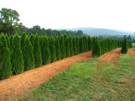 plantare smarald Thuja occidentalis și îngrijire, fotografie în design peisagistic