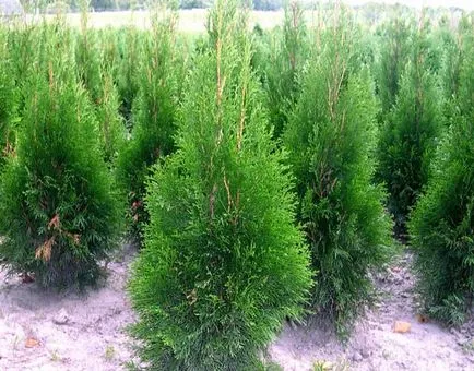 Thuja occidentalis smaragd ültetés és gondozás, fotó kerttervezés