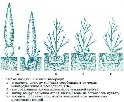 Thuja Smaragd ültetés és gondozás ismertetése fajták, a magassága egy felnőtt növény, különösen a növekedés