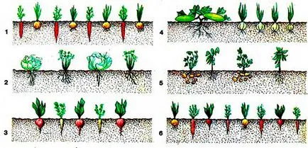 Sigilii de plantare secrete ale practicii camionagii