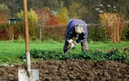 Grija pentru ridichi în câmp deschis sfaturi și trucuri