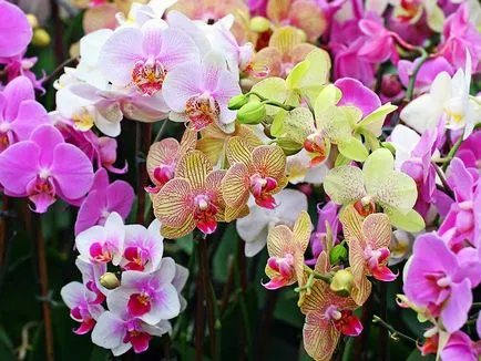 Grija pentru orhidee la domiciliu