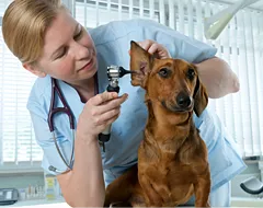 indiciilor clinica veterinara