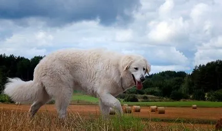 Maghiar câine fotografie Kuvasz, pret, descriere rasa, caracter, video - watchdog meu