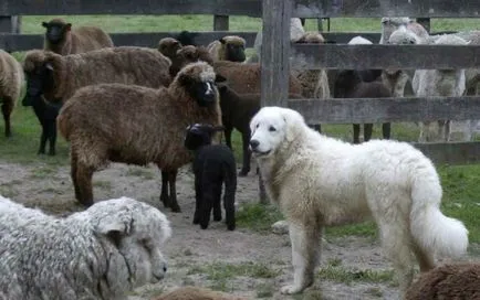 Maghiar câine fotografie Kuvasz, pret, descriere rasa, caracter, video - watchdog meu