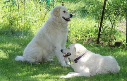 Magyar kuvasz fajta nagy felülvizsgálata (fotók)