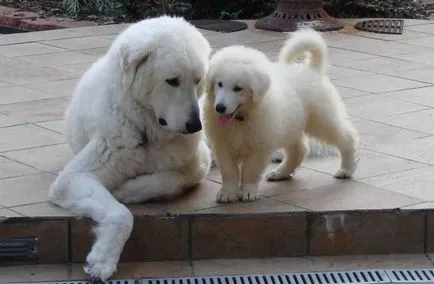 Magyar kuvasz fajta nagy felülvizsgálata (fotók)