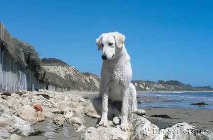 Maghiară Kuvasz descriere rasa, caini, poze cu natura, pret