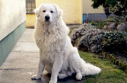 Maghiar câine fotografie Kuvasz, pret, descriere rasa, caracter, video - watchdog meu