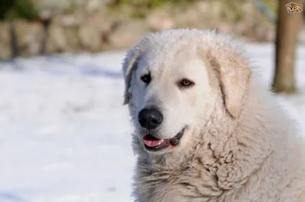 Magyar kuvasz fajta nagy felülvizsgálata (fotók)