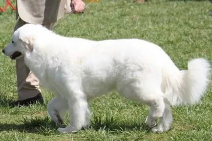 Magyar kuvasz fajta nagy felülvizsgálata (fotók)