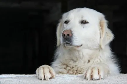 Magyar kuvasz fajta nagy felülvizsgálata (fotók)