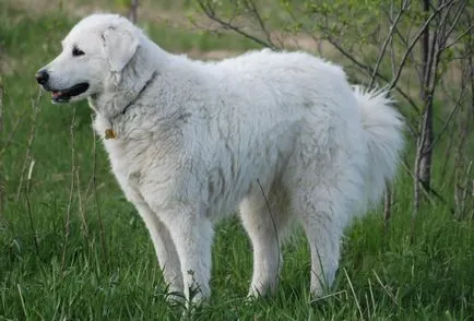 Magyar kuvasz fajta nagy felülvizsgálata (fotók)