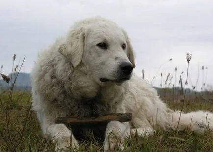 Magyar kuvasz fajta nagy felülvizsgálata (fotók)