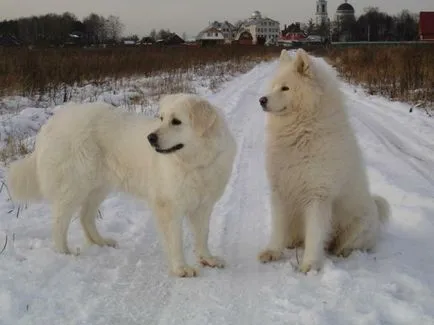 Maghiar câine fotografie Kuvasz, pret, descriere rasa, caracter, video - watchdog meu