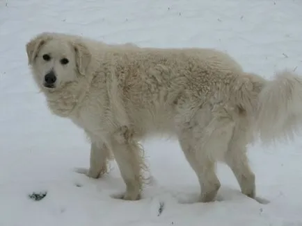 Magyar kuvasz fajta nagy felülvizsgálata (fotók)