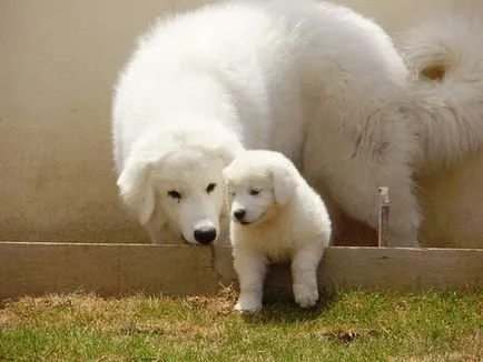 Maghiar câine fotografie Kuvasz, pret, descriere rasa, caracter, video - watchdog meu