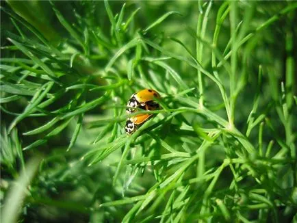 Felvidéki, poluverhovye és alulról gyepfűfélék, pázsit és az őket gondozó