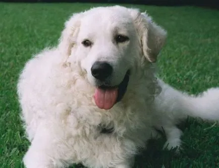 Magyar kuvasz fajta nagy felülvizsgálata (fotók)