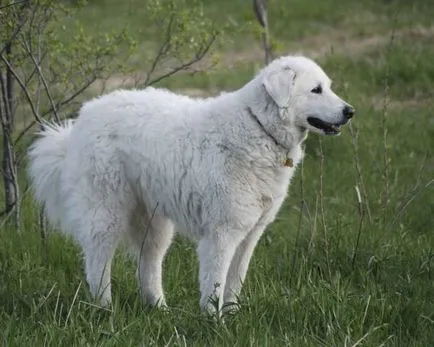 Magyar kuvasz fajta nagy felülvizsgálata (fotók)