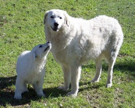 Magyar kuvasz kutya fotó, ár, fajta leírás, képességgel, video - én watchdog