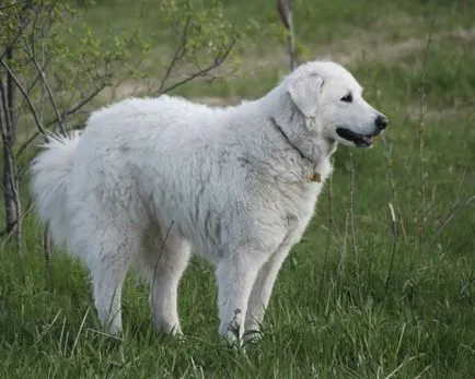 Magyar kuvasz kutya fotó, ár, fajta leírás, képességgel, video - én watchdog