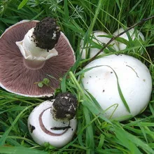 Tipuri de ciuperci Champignon fotografie și descrierea pădurii, câmp, luncă și ciuperci comestibile bisporus