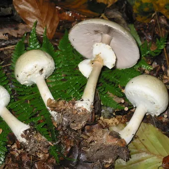 Tipuri de ciuperci Champignon fotografie și descrierea pădurii, câmp, luncă și ciuperci comestibile bisporus