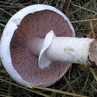 Tipuri de ciuperci Champignon fotografie și descrierea pădurii, câmp, luncă și ciuperci comestibile bisporus
