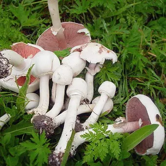 Tipuri de ciuperci Champignon fotografie și descrierea pădurii, câmp, luncă și ciuperci comestibile bisporus