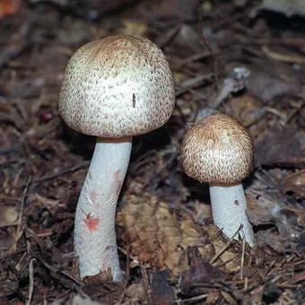 Tipuri de ciuperci Champignon fotografie și descrierea pădurii, câmp, luncă și ciuperci comestibile bisporus