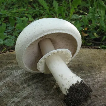 Tipuri de ciuperci Champignon fotografie și descrierea pădurii, câmp, luncă și ciuperci comestibile bisporus