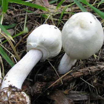 Tipuri de ciuperci Champignon fotografie și descrierea pădurii, câmp, luncă și ciuperci comestibile bisporus