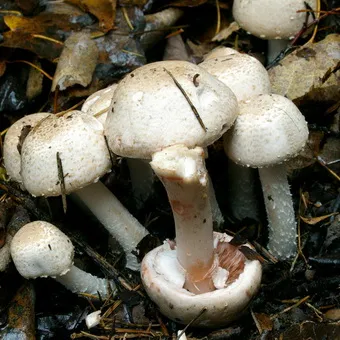 Tipuri de ciuperci Champignon fotografie și descrierea pădurii, câmp, luncă și ciuperci comestibile bisporus