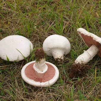 Tipuri de ciuperci Champignon fotografie și descrierea pădurii, câmp, luncă și ciuperci comestibile bisporus