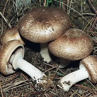 Tipuri de ciuperci Champignon fotografie și descrierea pădurii, câmp, luncă și ciuperci comestibile bisporus