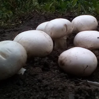 Tipuri de ciuperci Champignon fotografie și descrierea pădurii, câmp, luncă și ciuperci comestibile bisporus