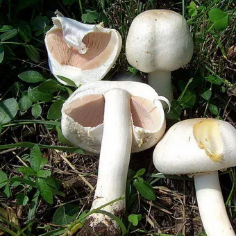 Tipuri de ciuperci Champignon fotografie și descrierea pădurii, câmp, luncă și ciuperci comestibile bisporus