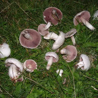 Tipuri de ciuperci Champignon fotografie și descrierea pădurii, câmp, luncă și ciuperci comestibile bisporus