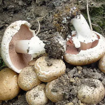 Tipuri de ciuperci Champignon fotografie și descrierea pădurii, câmp, luncă și ciuperci comestibile bisporus