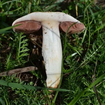 Tipuri de ciuperci Champignon fotografie și descrierea pădurii, câmp, luncă și ciuperci comestibile bisporus