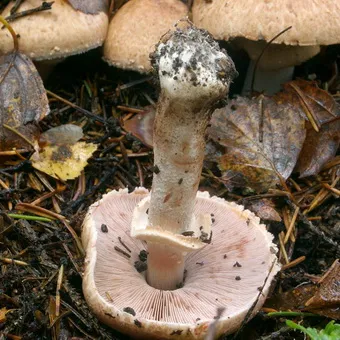 Tipuri de ciuperci Champignon fotografie și descrierea pădurii, câmp, luncă și ciuperci comestibile bisporus