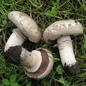 Tipuri de ciuperci Champignon fotografie și descrierea pădurii, câmp, luncă și ciuperci comestibile bisporus