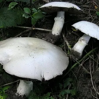 Tipuri de ciuperci Champignon fotografie și descrierea pădurii, câmp, luncă și ciuperci comestibile bisporus