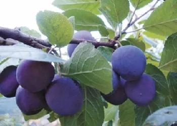 Cultivarea prune în Siberia